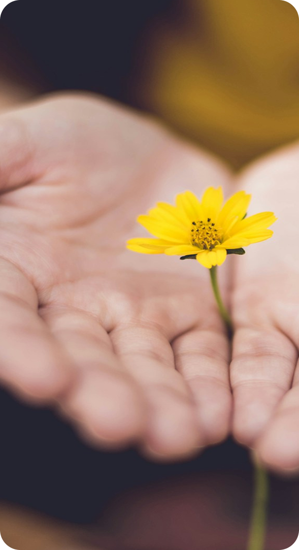 Yellow flower in hands